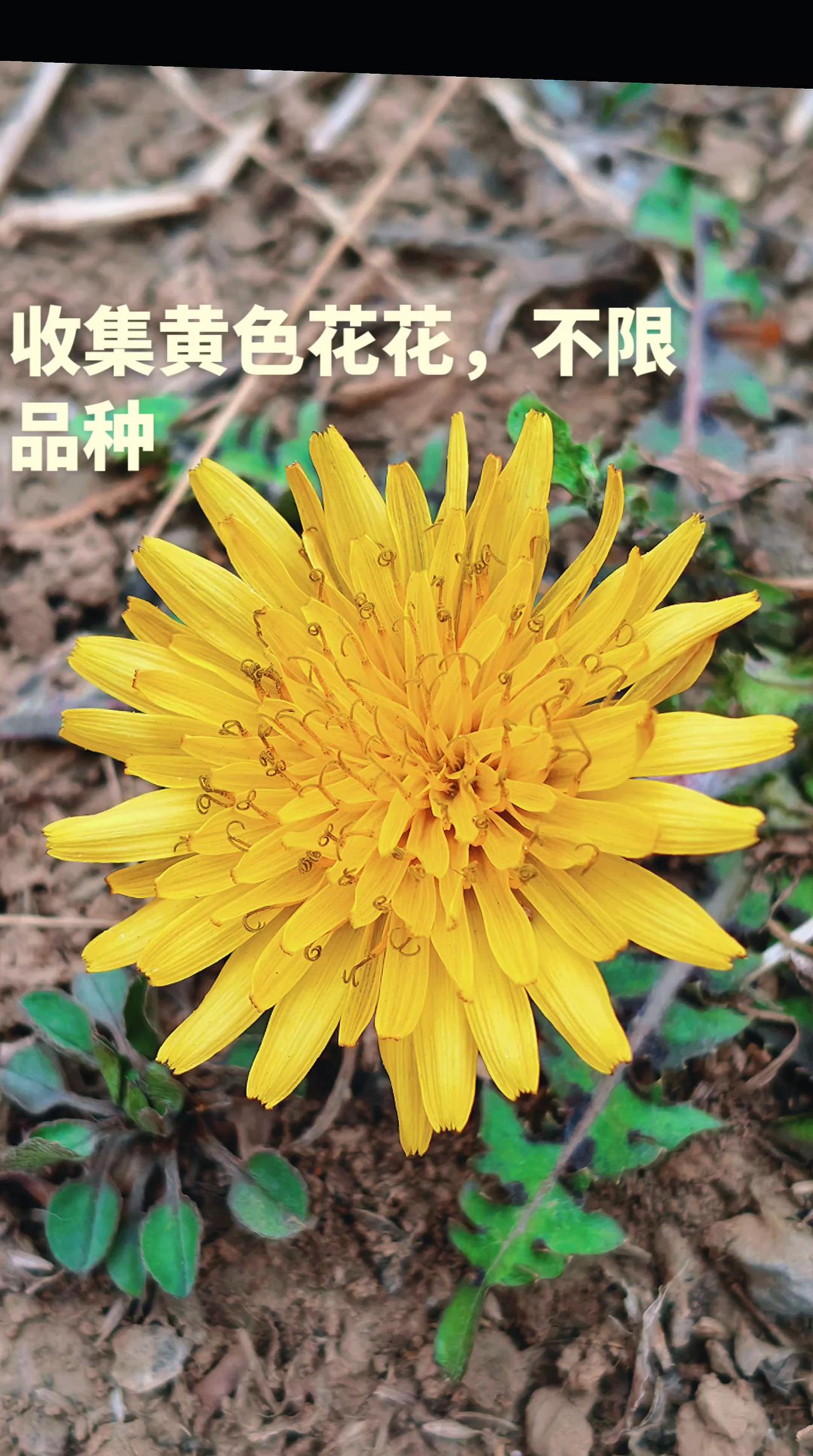 可以看你相册里的小花小草吗 创作者中心 创作灵感 抖音助手 抖音