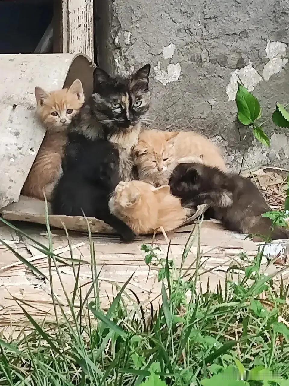 #猫猫狗狗最懂我#瞧这一家子，英雄母亲麻花和她的六个毛孩子正依偎在一起。之前怕影