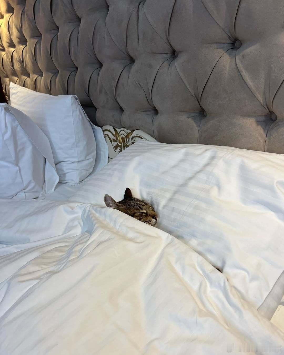 ..cr：loveyoustepan 