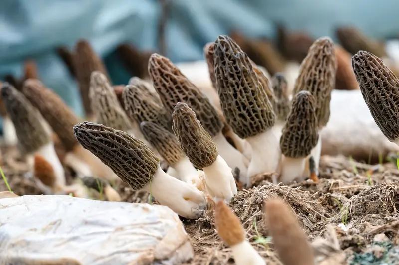 3月27日重庆九龙坡,“买了只鸡一起炖，羊肚菌味道很鲜！”重庆一女子在小区绿化带