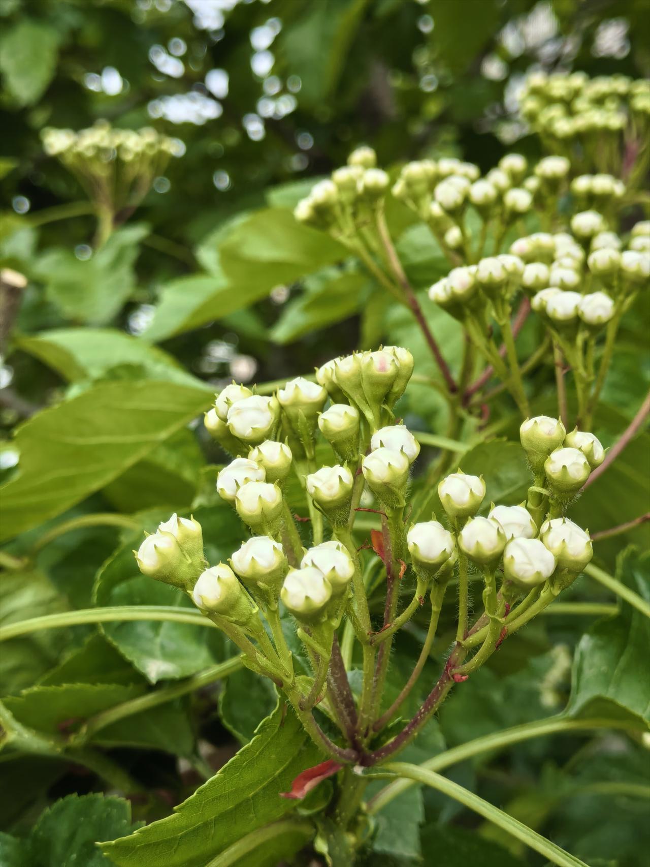 早上我取快递的时候，看到小院一棵山楂树含苞待放即将开花了，我问问小艺山楂（红果）