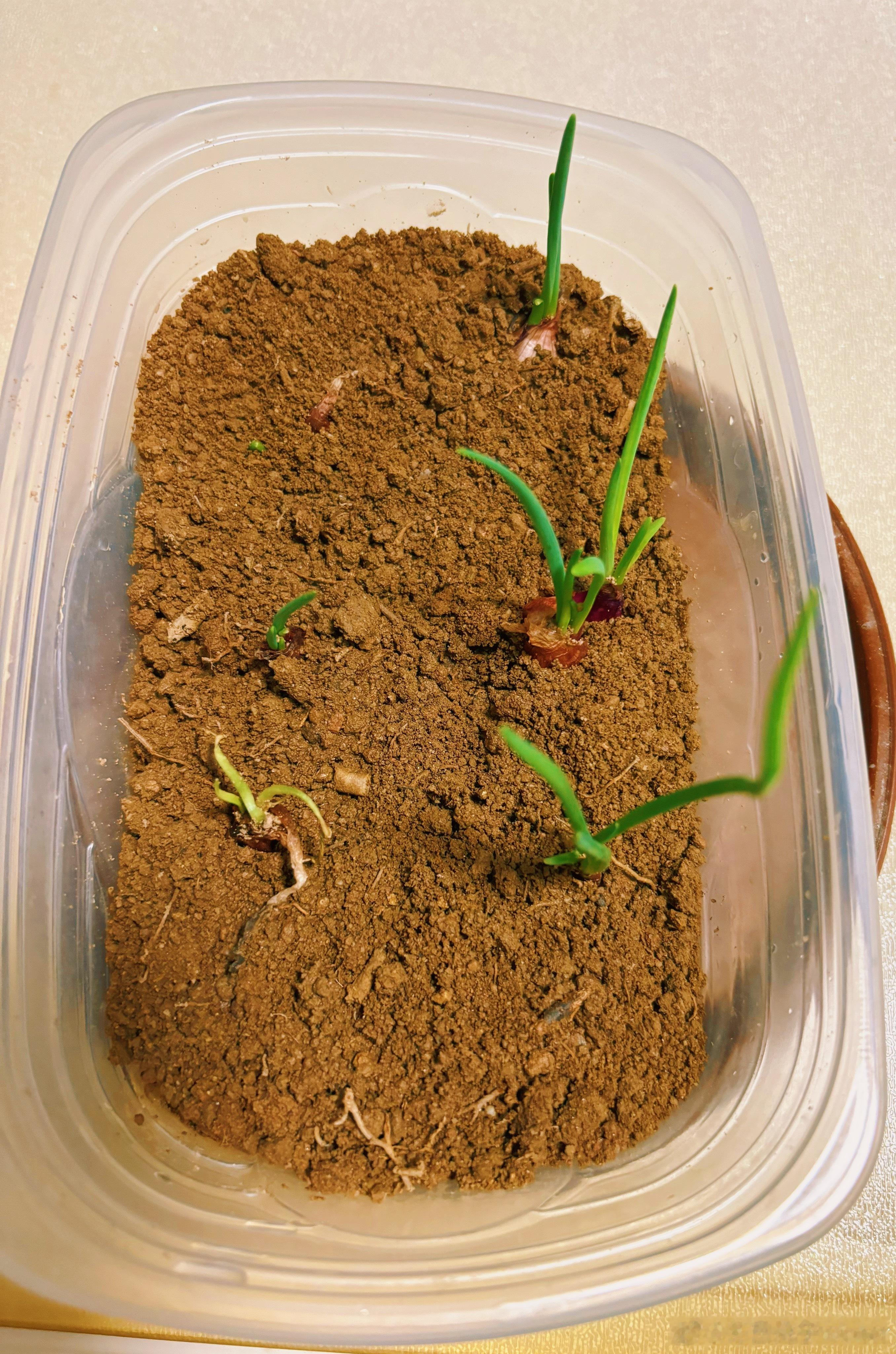 小朋友学校科学课要种小葱，急匆匆地让我帮忙买种子～     于是我去菜市场买了几