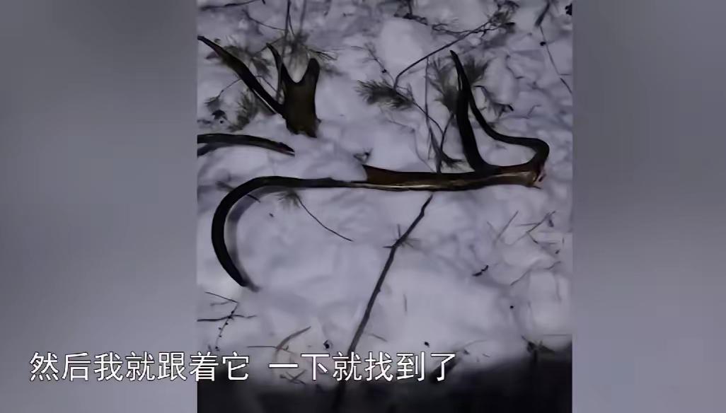 这则故事真是充满了神奇与温暖，展示了人与动物之间深厚的感情和奇妙的默契。以下是对