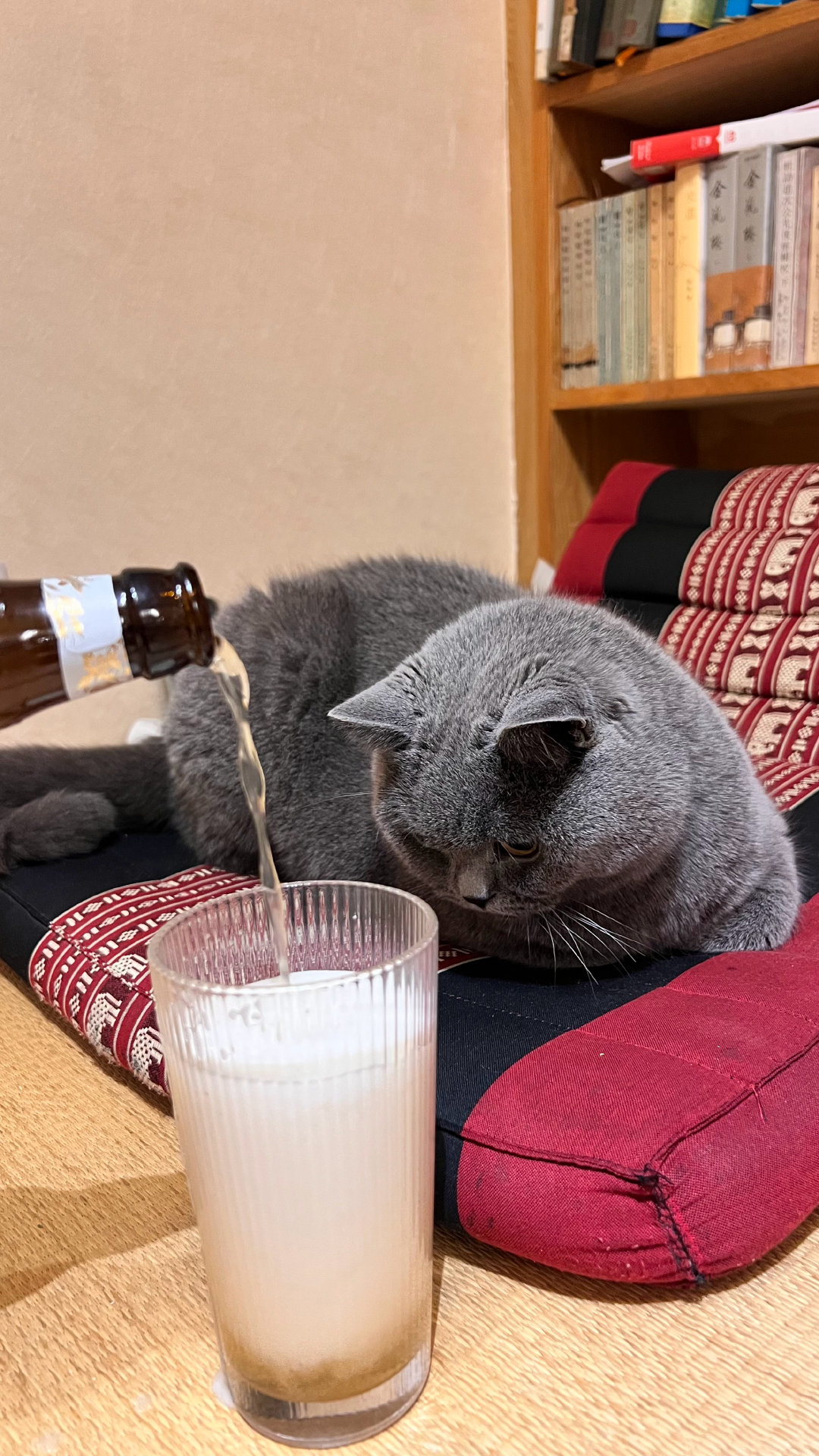 为什么我们人类有父母，有孩子，有伴侣，却还是想和猫猫在一起？把一些不能和人类说的