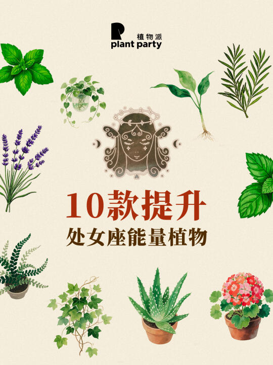 10种提升处女座♍能量植物🔥
