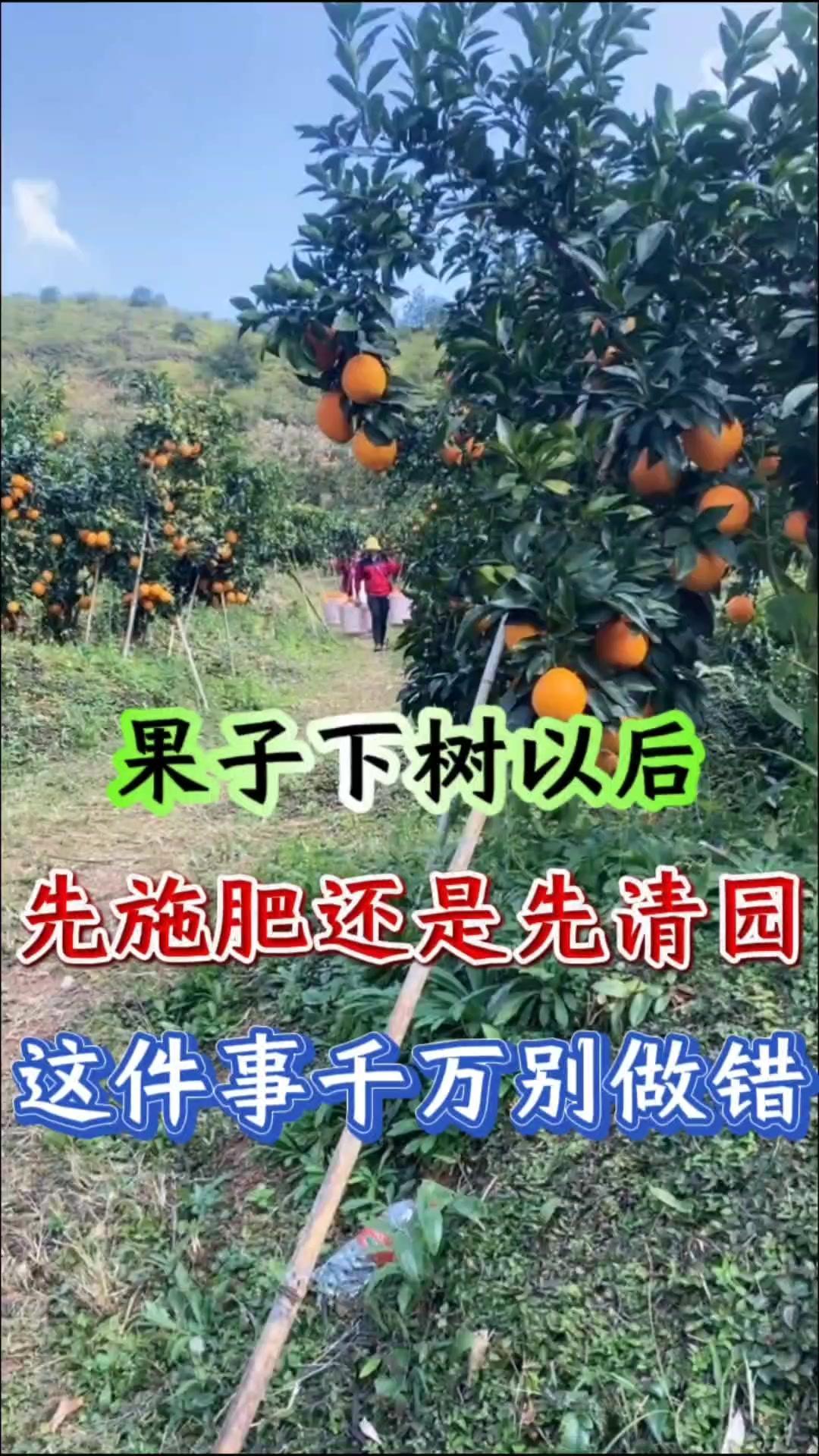 🍊柑橘清园，到底是先施肥还是先清园？🤔错误做法：
1️⃣果子下树以后，千万别
