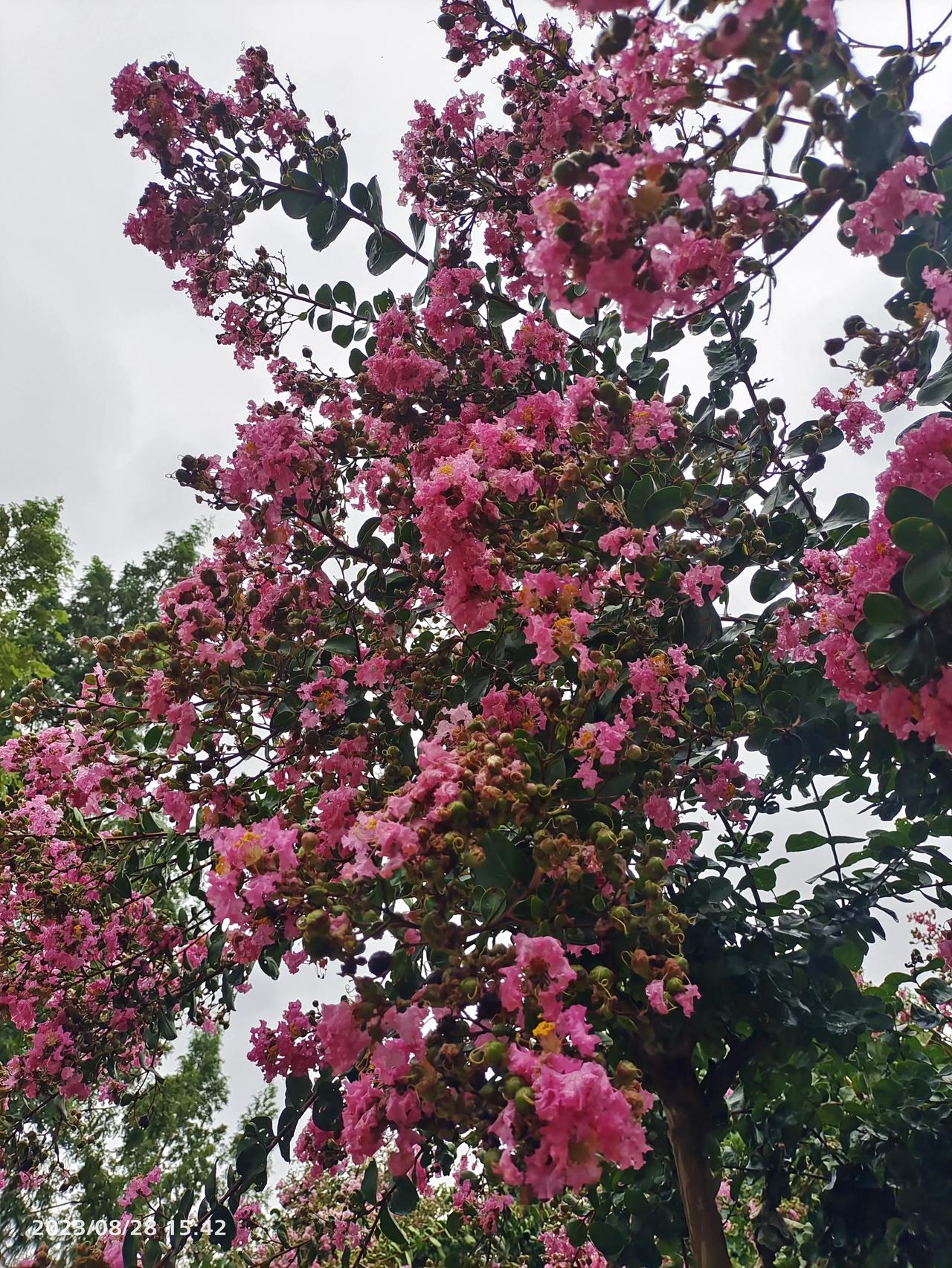 清晨起床，听到窗外有淅淅沥沥的雨声，从前听春雨是滴滴答答，有着喜悦之音，而秋雨萧