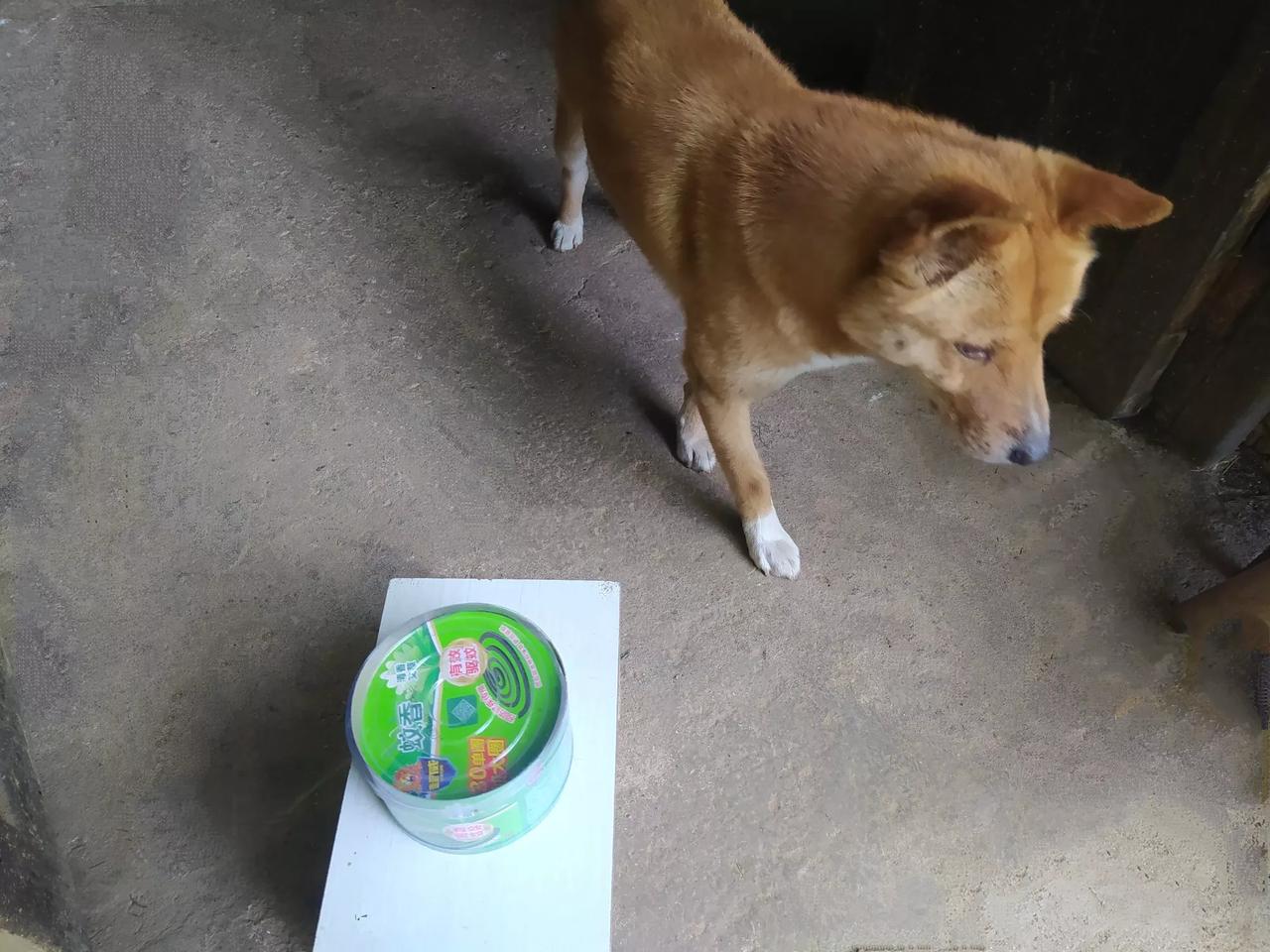 这种蚊香的设计师是咋想的？[笑哭]

这几天，山里的蚊子开始组团出没了，蚊香成了