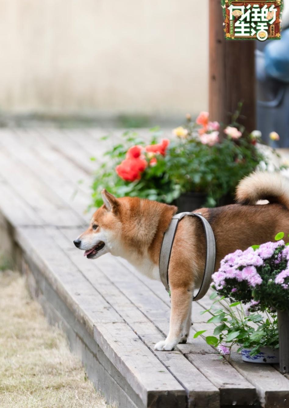《向往的生活》丨综艺“剧照 | 小H小O：汪与花孰美？” 