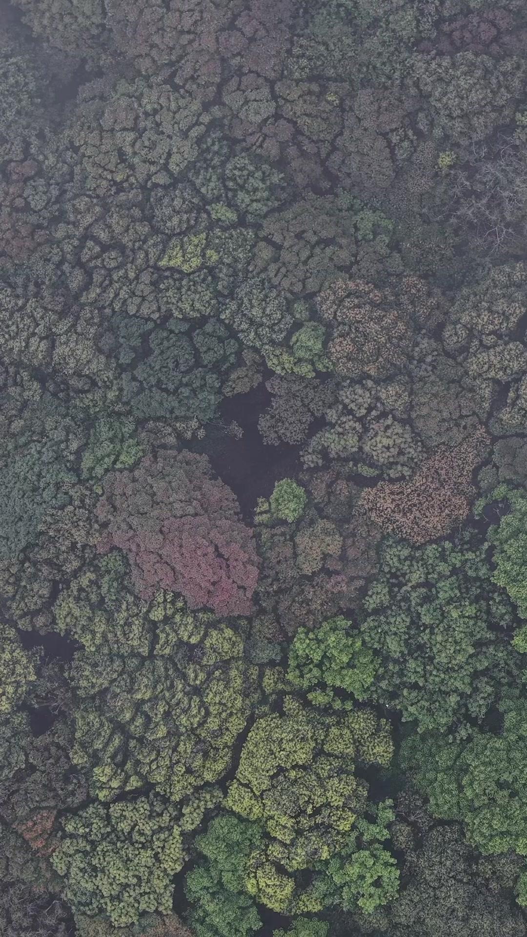 哀牢山树倒之谜？🌳哀牢山的树怎么会倒下？走近一看，原来是一棵大树自然倾倒的痕迹