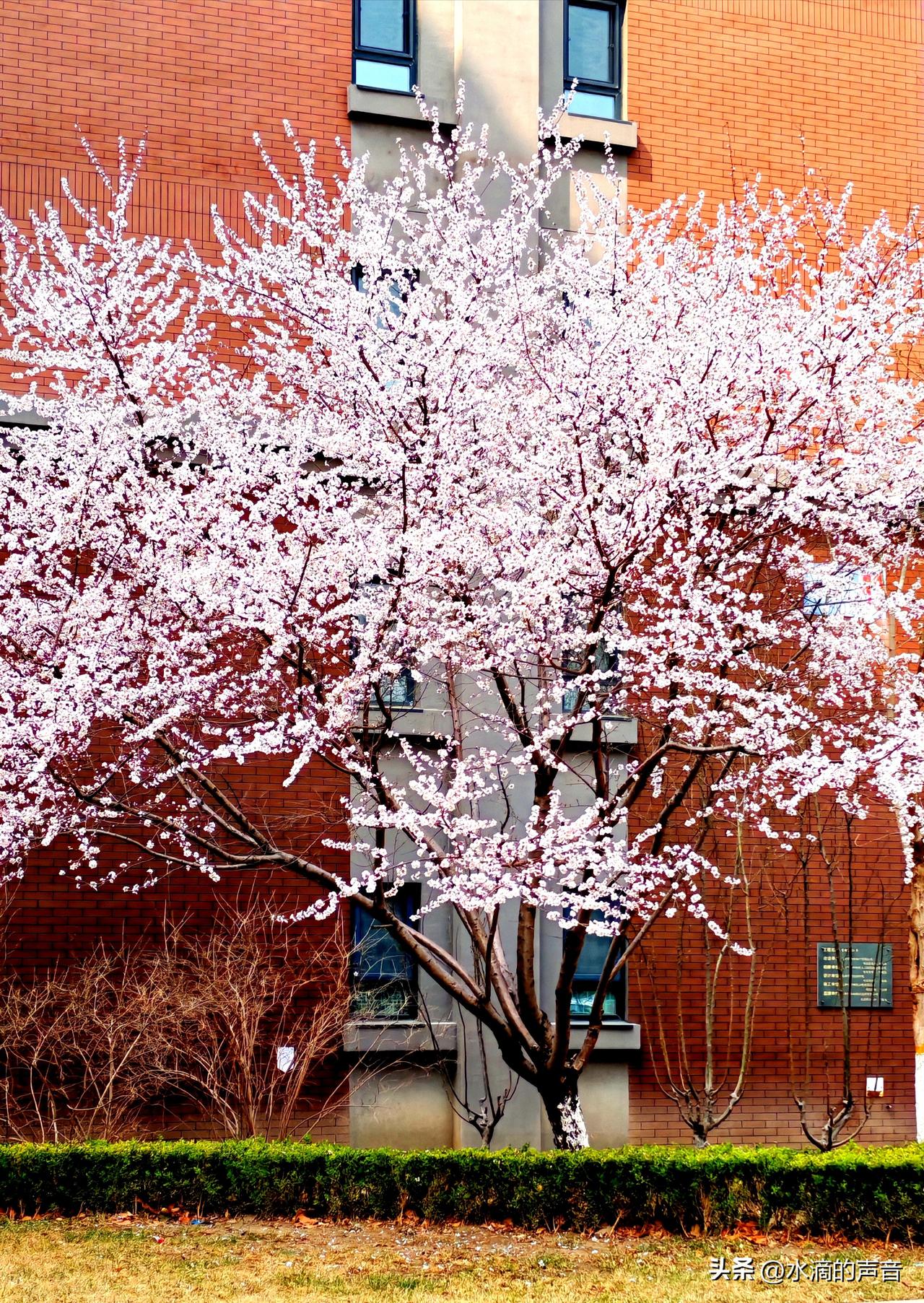 人间二月芳菲近
​香气满园关不住
​桃花潭水深三尺
​一人独钓春江水
