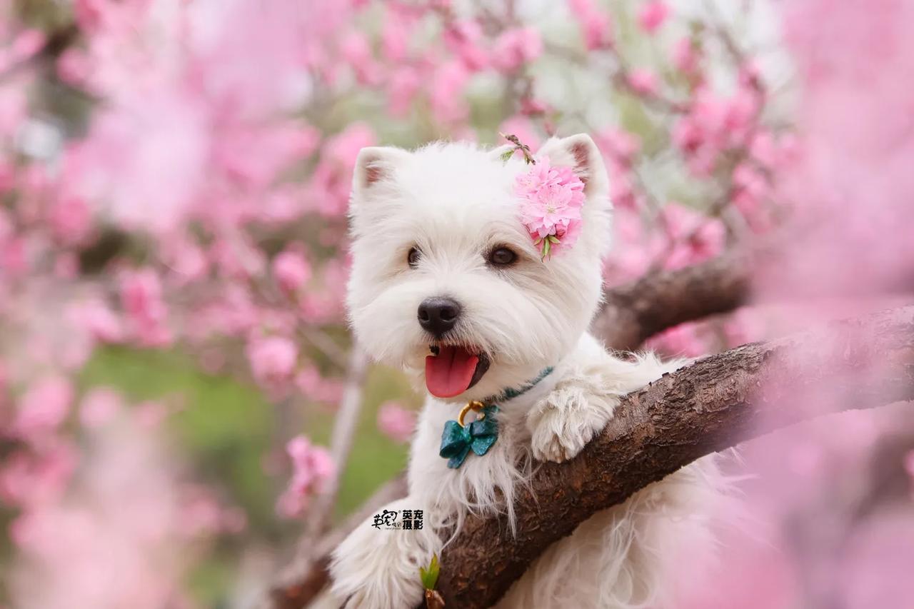 救命！
怎么能有这么可爱的小狗们是一家啊😍