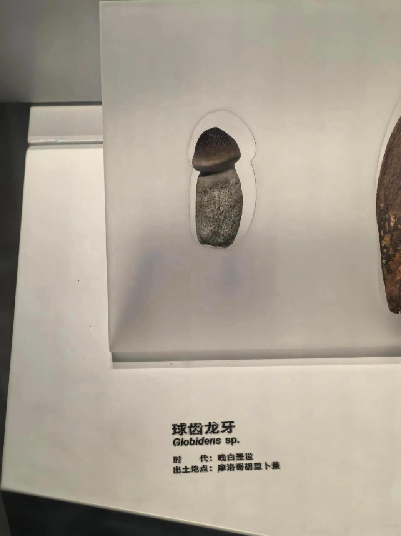 这种恐龙不简单 