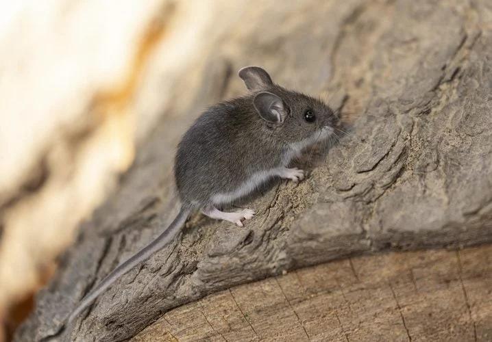 科学有时候看起来挺无聊的？ 
(伦敦15日综合电)英国一项最新研究公开动物界的“