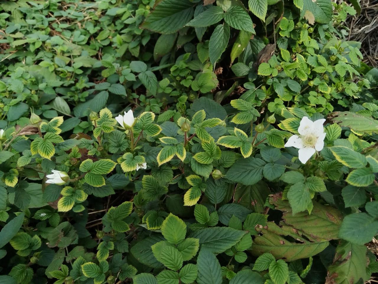 这是昨天在路边拍摄的野花🌸，我不知道名字，但它们肆意绽放的模样实在太迷人。细细
