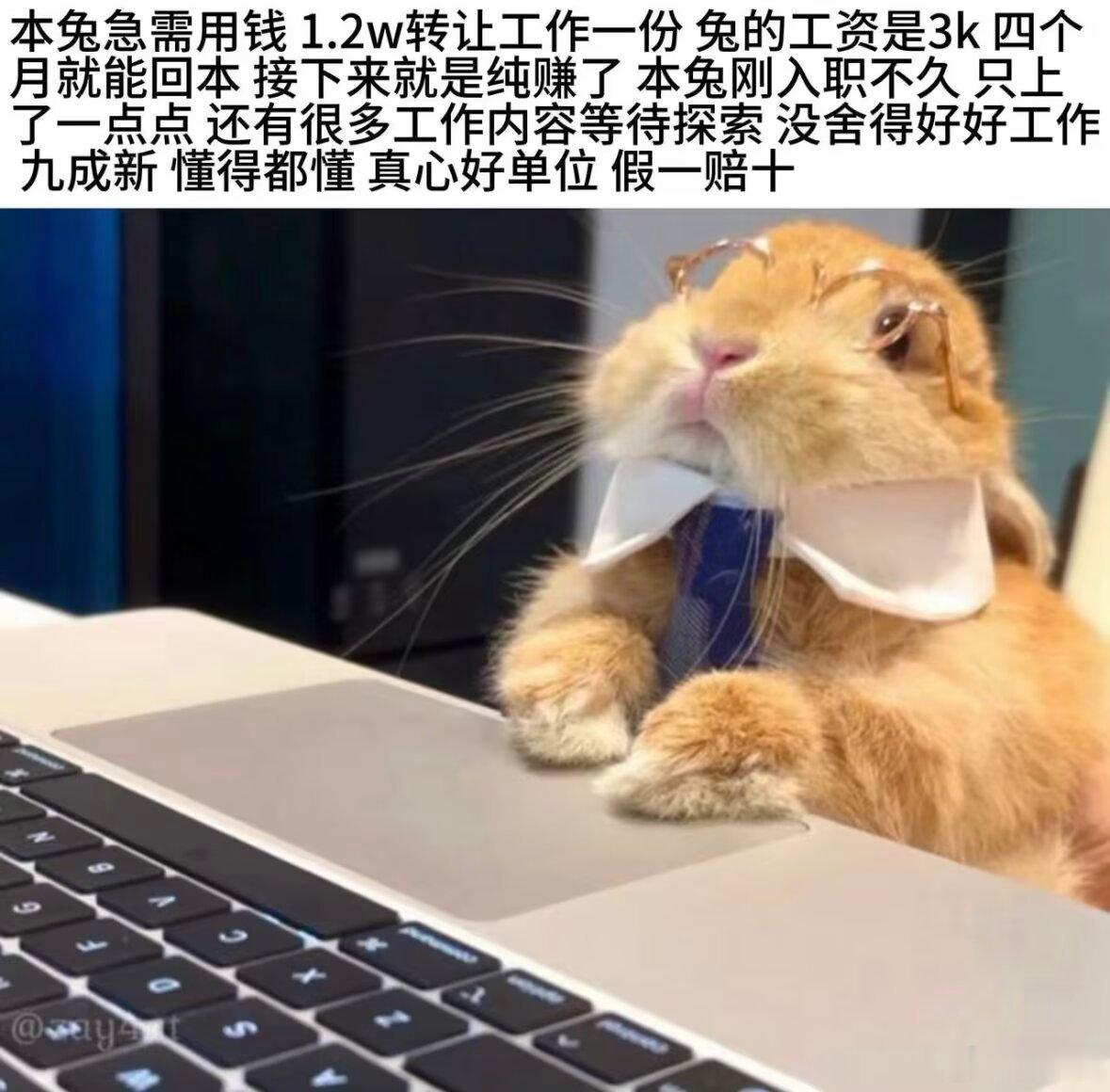 人类一败兔地 