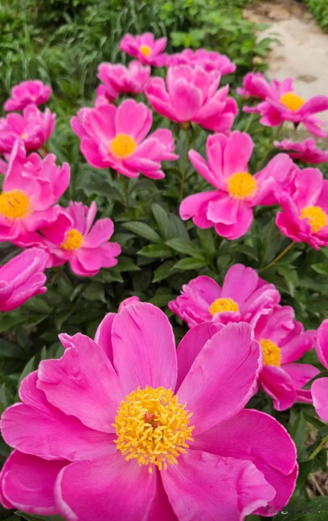 发一张你相册最近拍的花鹃花燃似霞，倚枝竞放，把春光尽数染成红。