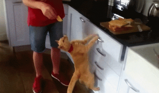 遥控猫猫开抽屉 