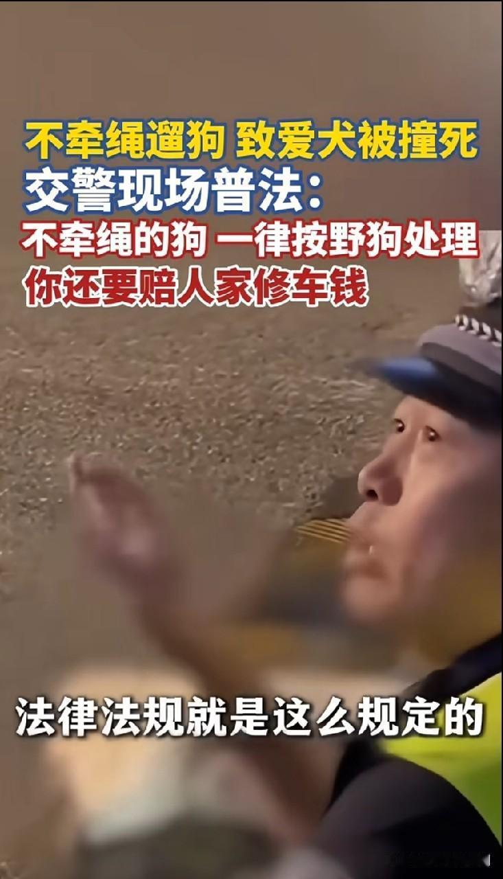 必须给交警点个大大的赞！现场普法太及时了。遛狗不牵绳一律按野狗处理。你要非说是你