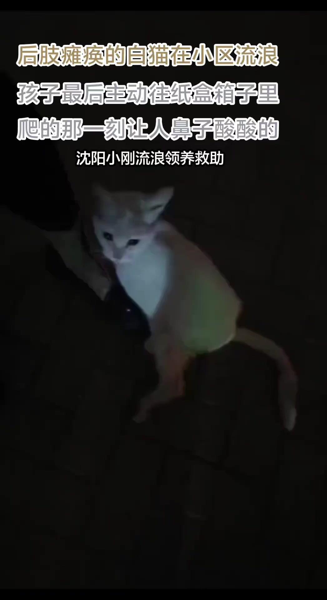 遇到这只后腿瘫痪的小白猫的时候，它一点都不怕人，一直用脑袋蹭我表达亲近。
我跟它