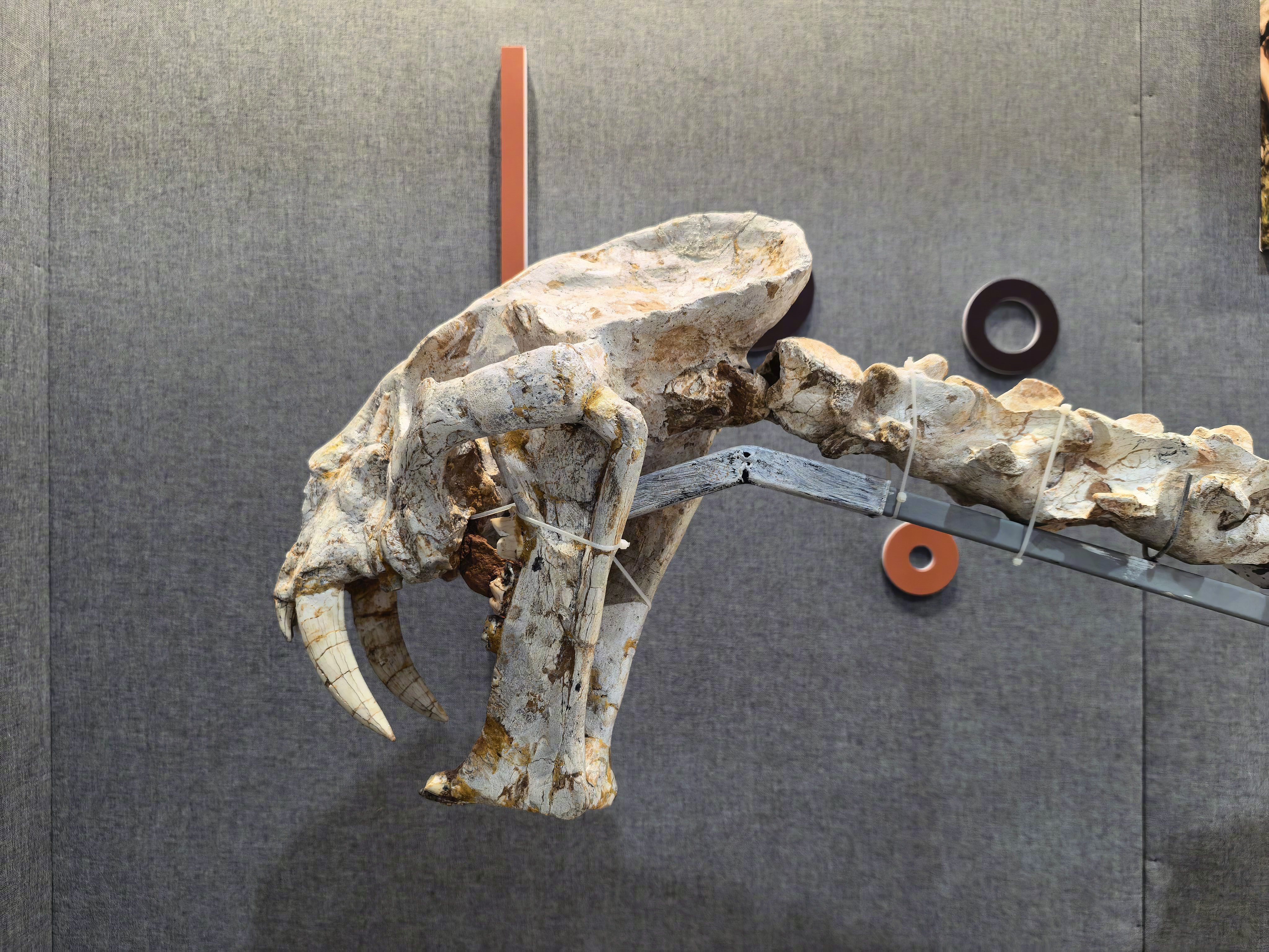 大连自然博物馆，挺好看的，每层的知识点很系统，能学知识。图9俩大连女孩子，指着那