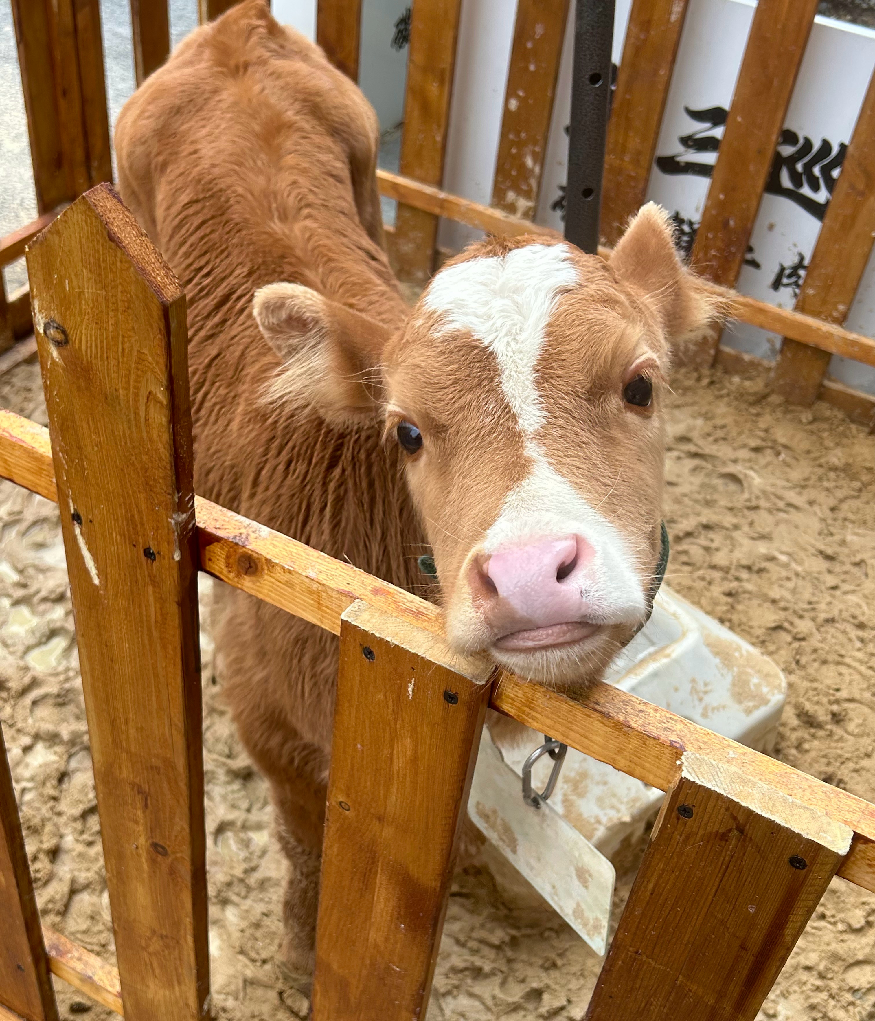 好萌好伤心、 ​​​