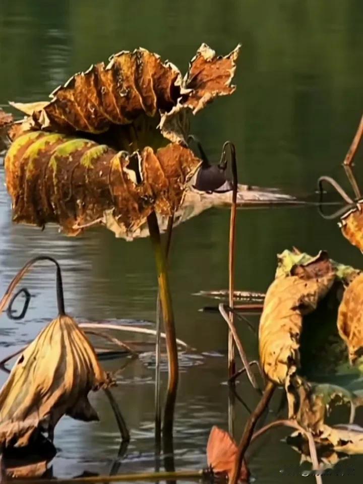 散文诗

秋荷吟

秋风轻起，拂过寂静的湖面，

枯荷摇曳，似在诉说着往昔的繁华