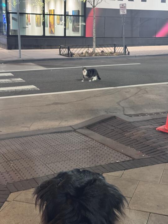 NJ grove st有人丢小猫了吗？