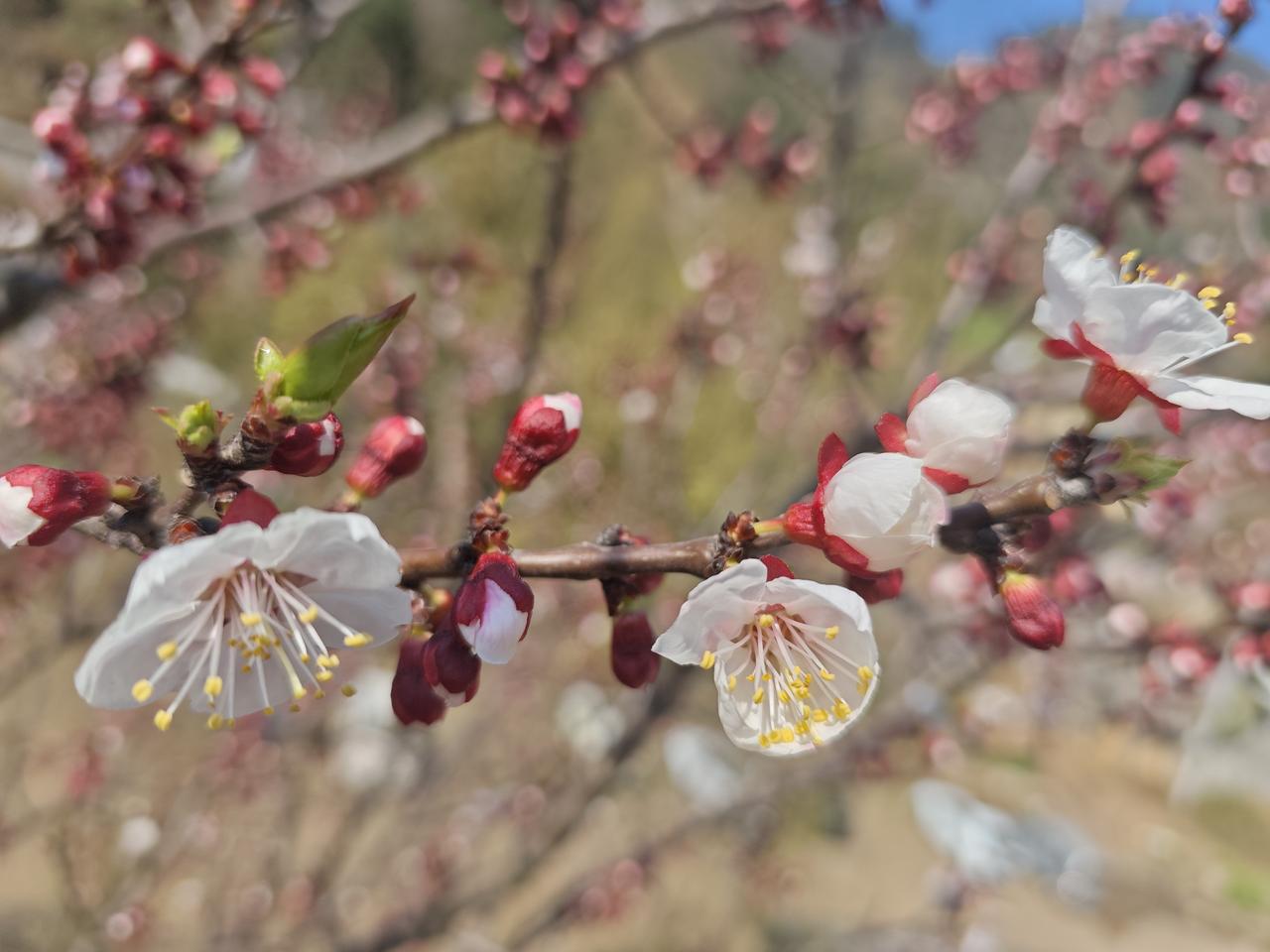 吉祥高照，五马奔腾，财源滚滚，时来运转，万事顺利，阳光明媚，春暖花开，六六大顺！