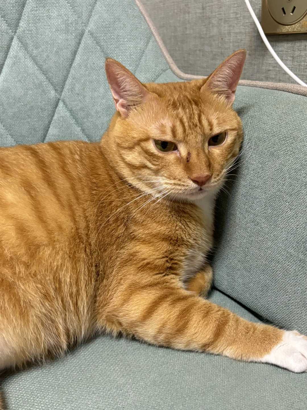 小猪破相