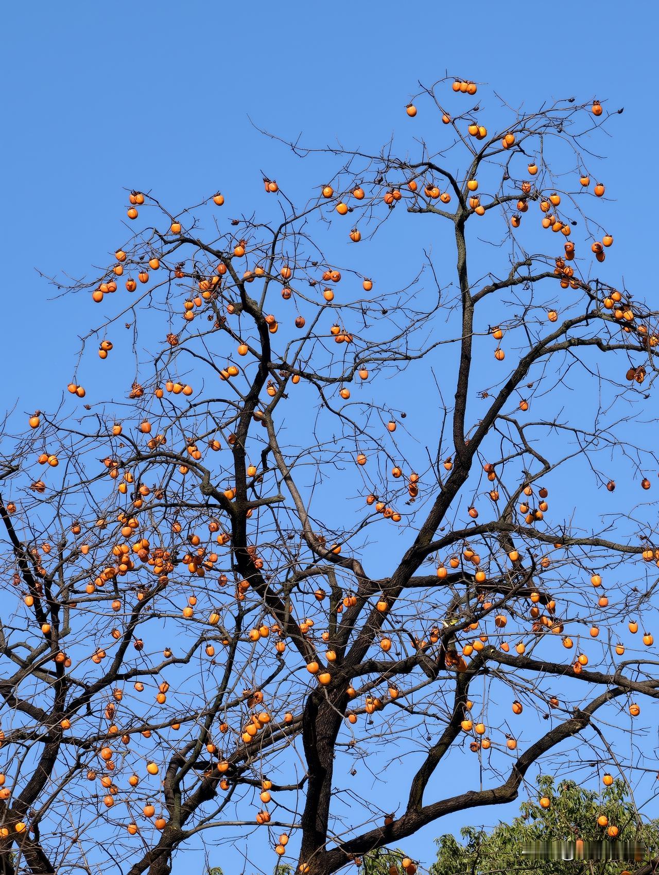 长沙烈士公园遇见一棵很高的柿子树，枝头还挂着稀疏的柿子，可以想见其果实累累的壮观