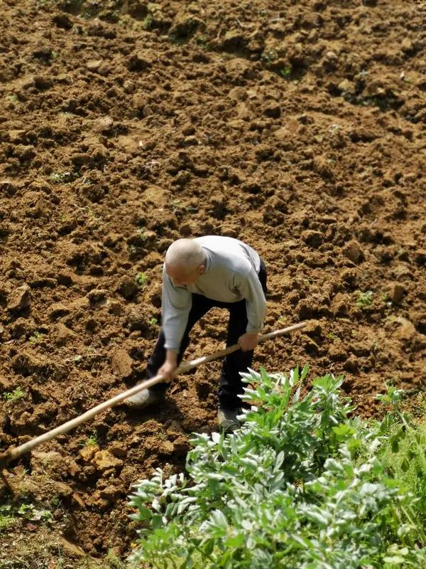 70岁以上老人真干不动农活了？真相让人心疼，国家终于出手了！
 
家人们！今天刷