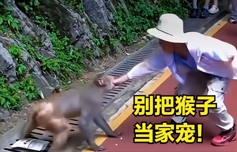 野性难驯，不要靠近！

    黔灵山猴子伤人事件，似乎已经成为了家常便饭。而园