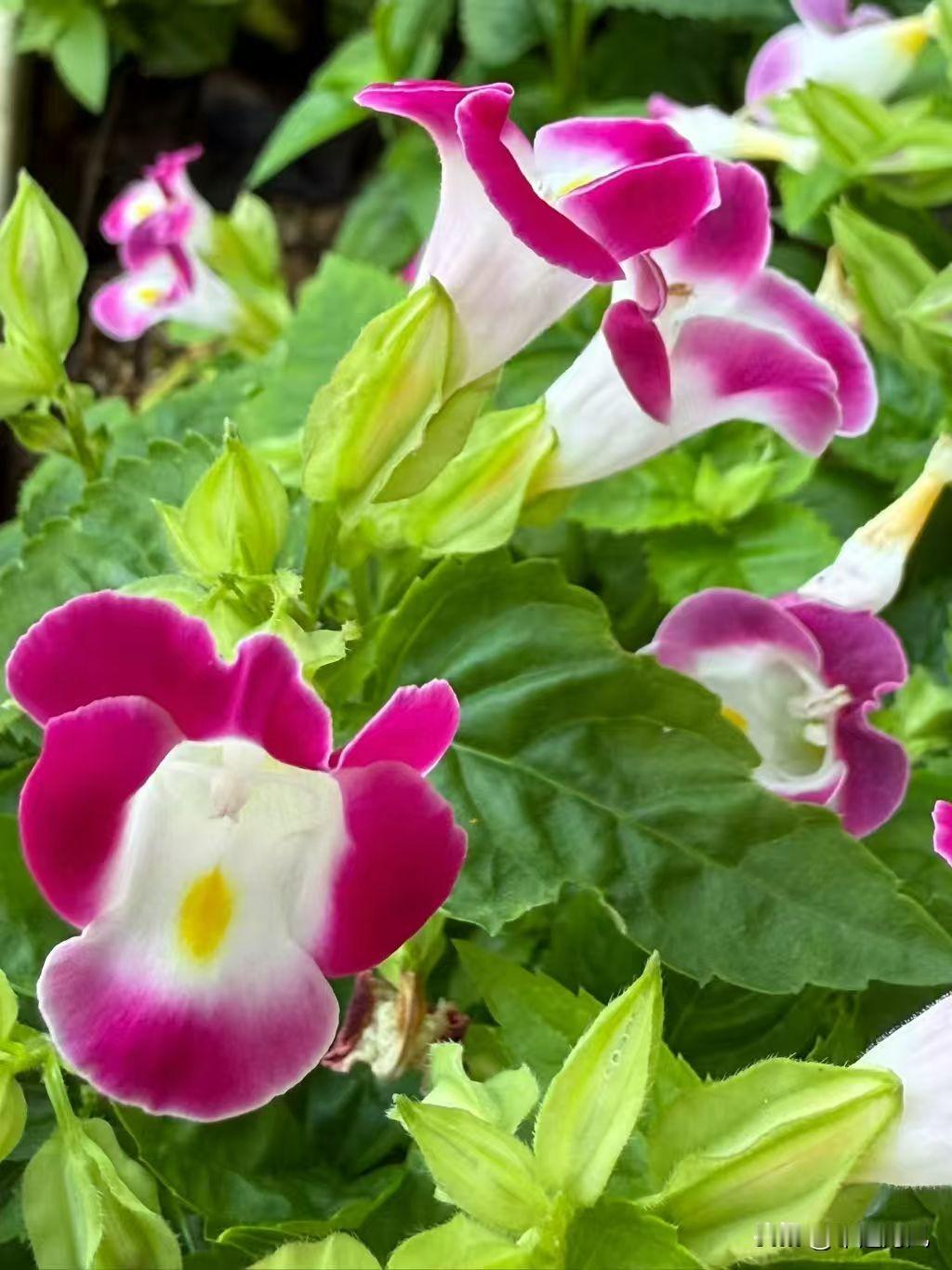 分享一张最近随手拍的照片