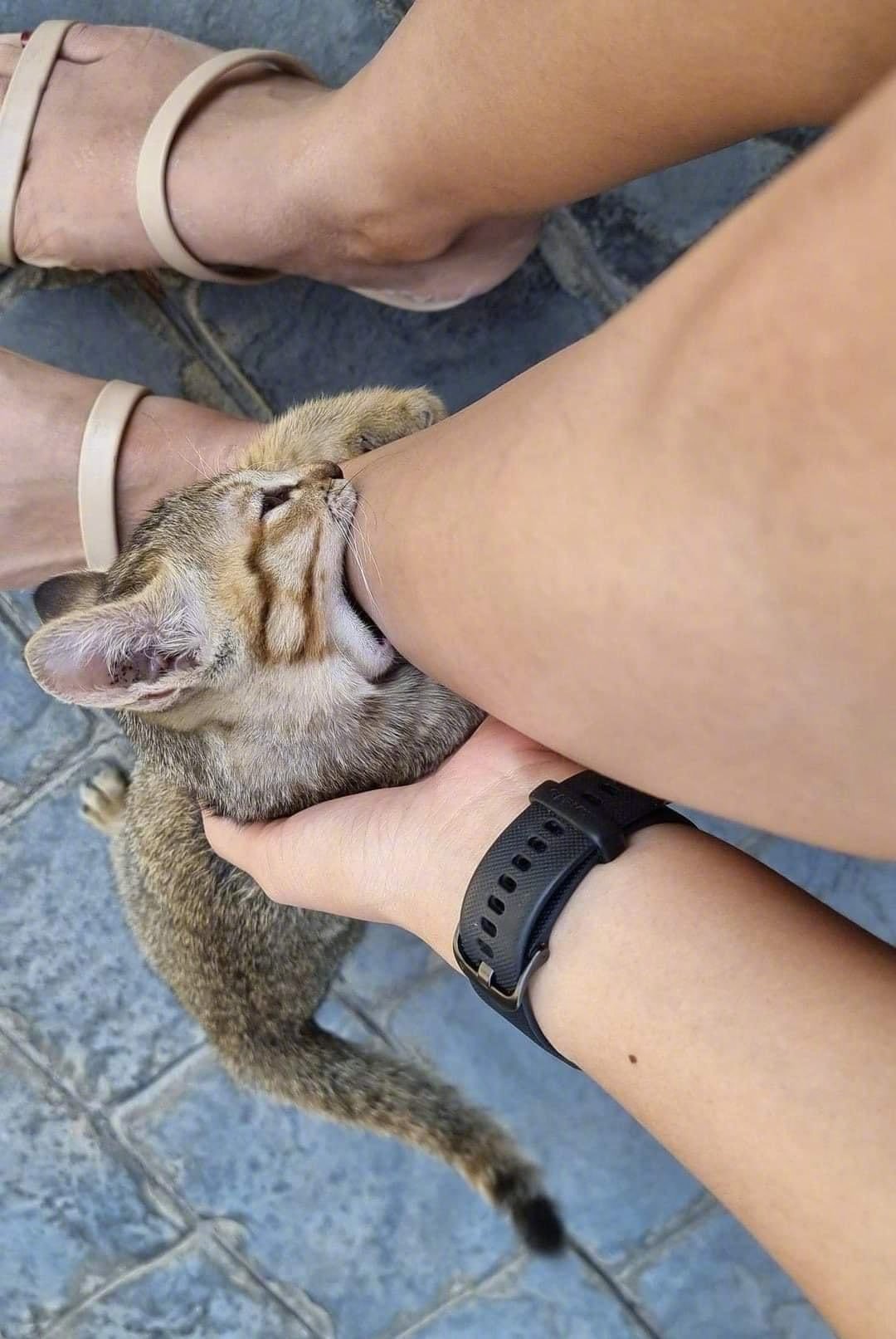 炎炎夏日，在外面纳凉要小心吸血喵虫！