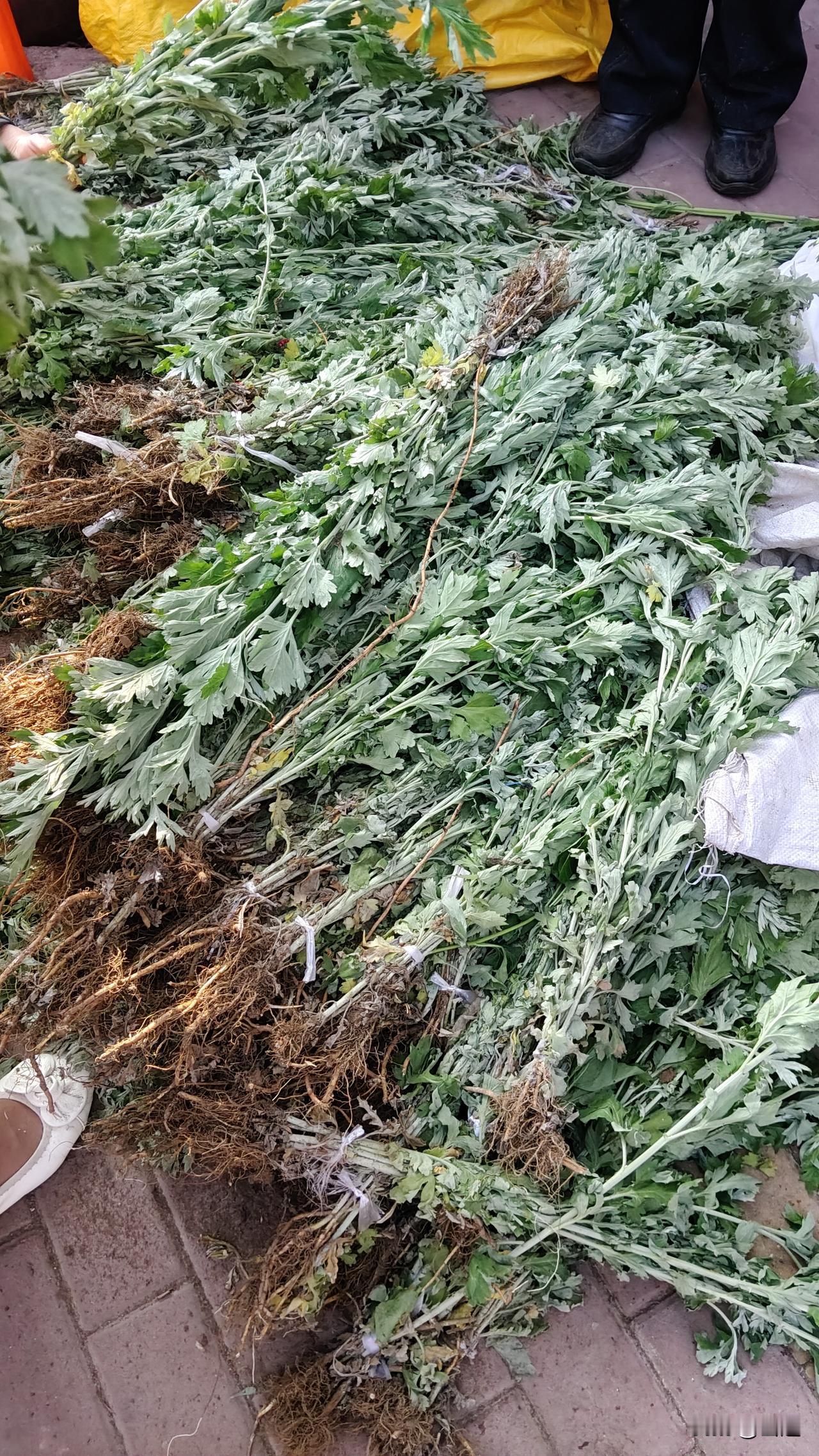 哈尔滨市场上最受欢迎的艾蒿！

果然是纯野生的，连根都带着，

这是最近逛市场卖
