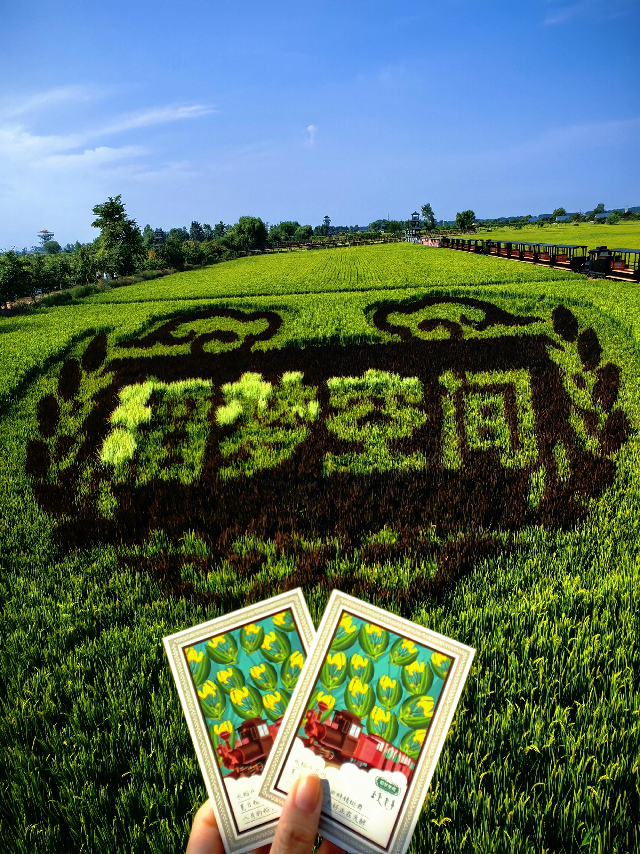 一面秋光🍂，一抹稻香🌾。感受秋天的微风，在稻田上放松心情