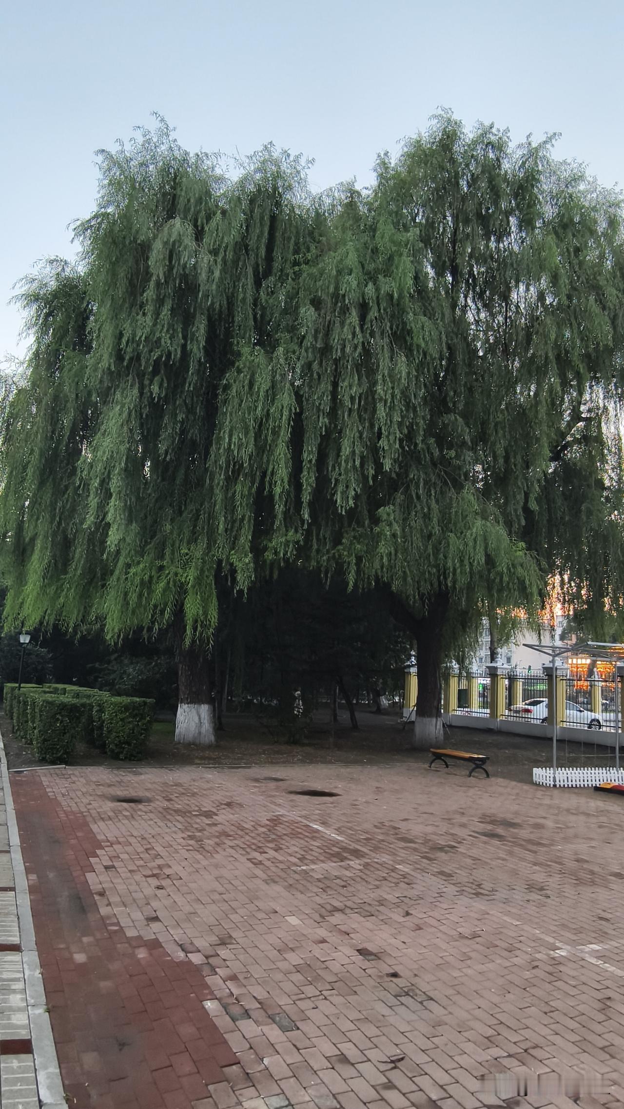 今年夏天第一次去兆麟公园。
我不是去逛公园，是锻炼。
我回到哈尔滨就在兆麟公园锻