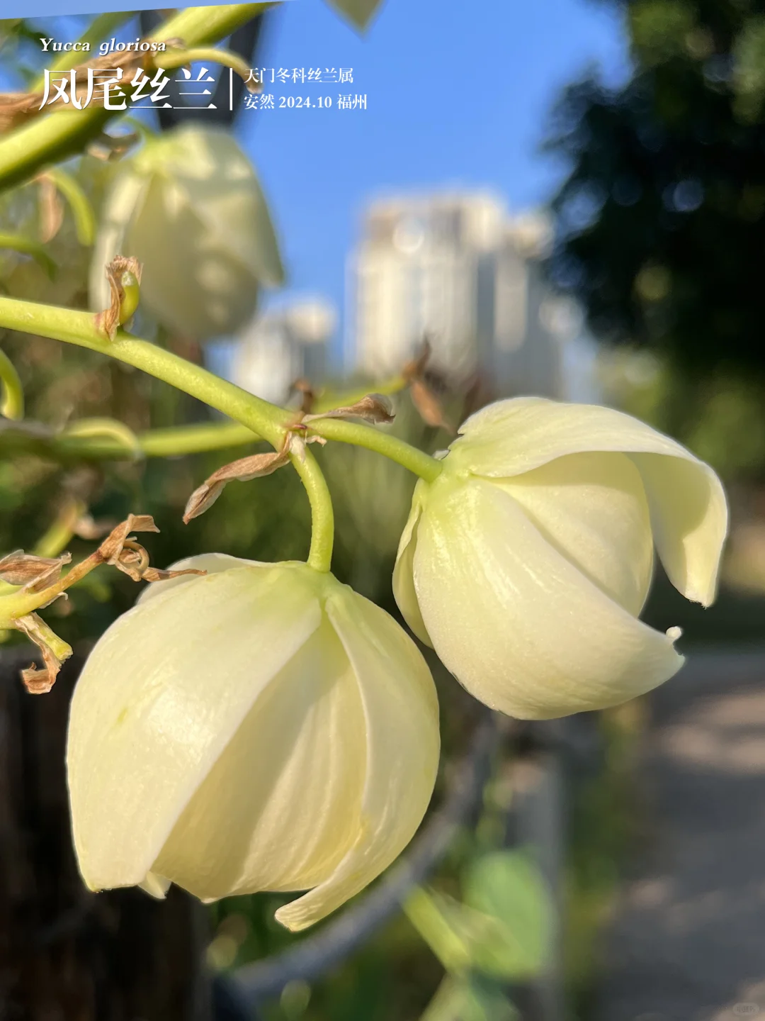 福州植物打标468 ｜ 凤尾丝兰