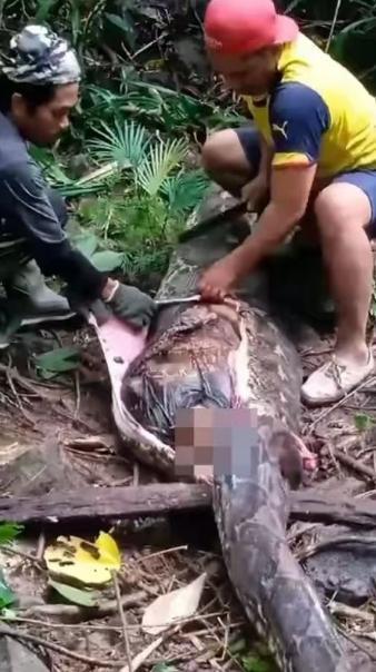 电影里都是骗人的，2014年，美国男子全副武装被绿水蚺缠绕，只为证明“人能否成功