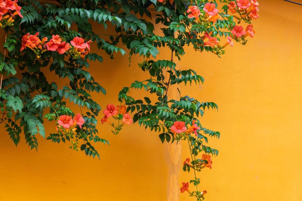 苏州虎丘山凌霄花。苏州虎丘山凌霄花花之诗意 古建筑与花的碰撞 花与古建筑 花与红