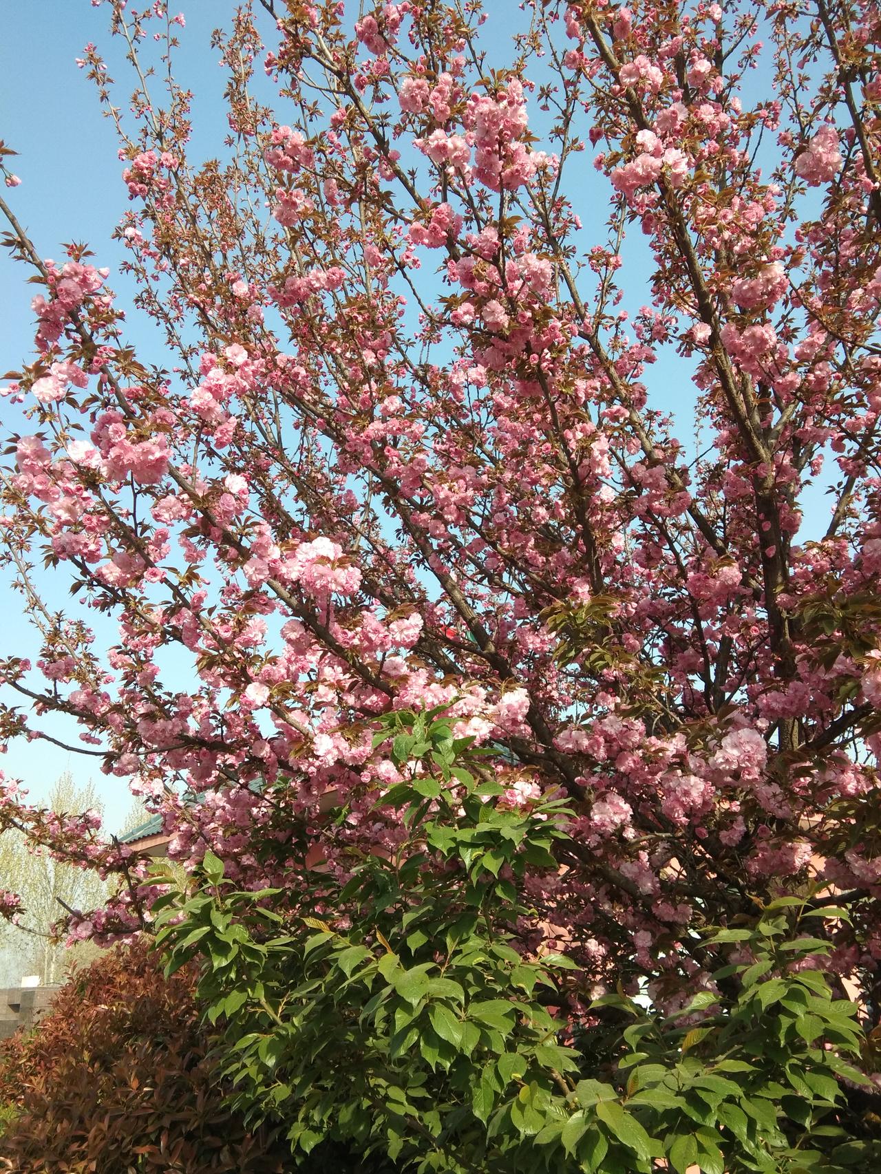 初春

东风无鞭涤寒流
溪柳初醒绿枝头
一年佳景君細看
莫因春归恨悠悠