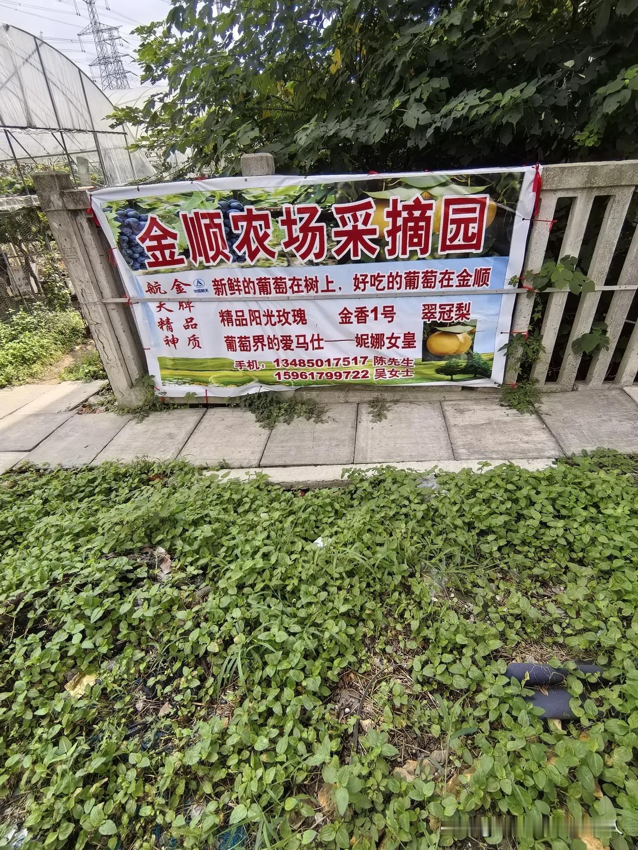 老陈种葡萄！种的是艺术和陶醉！不信，你可以读下去！仔细看图！

朋友建了十亩地的