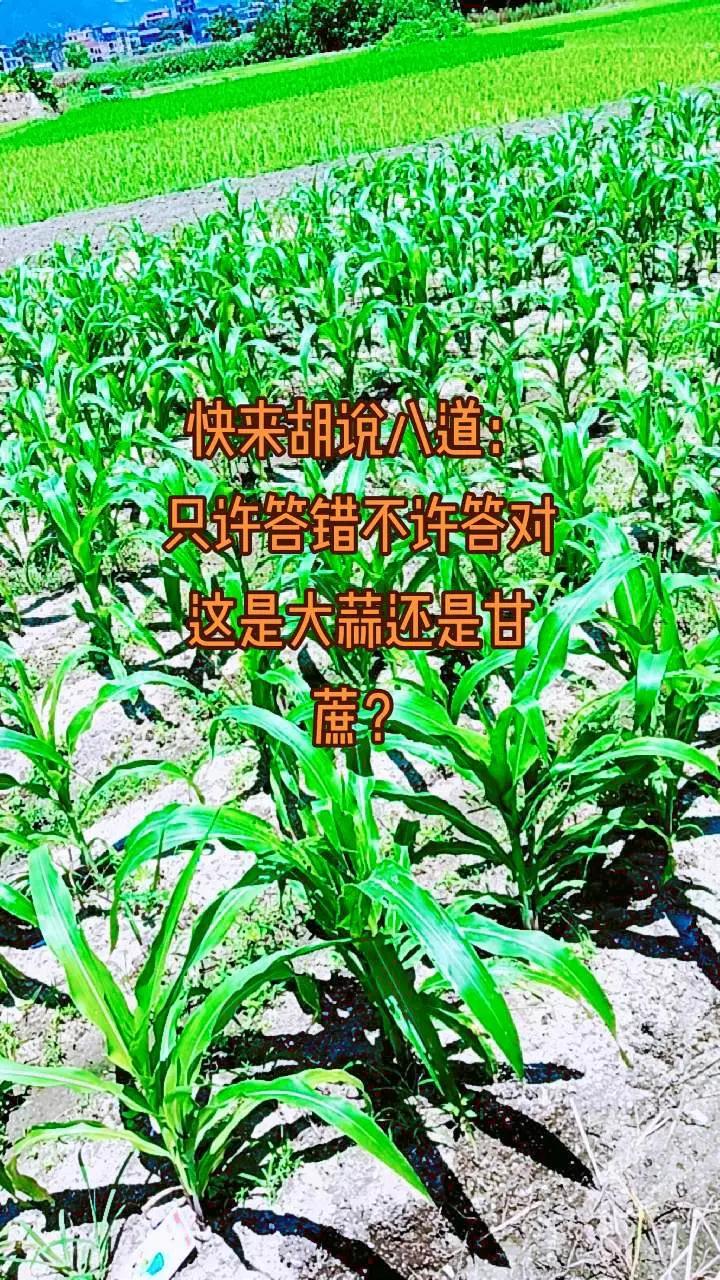 快来胡说八道，只许答错不许答对，这是大蒜还是甘蔗？生活随拍记录美好瞬间 农村种地