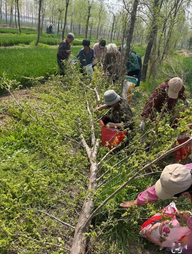 我是一个土生土长的新疆女人，有一样东西大家都爱吃，我们家里的人好像就不太喜欢，也