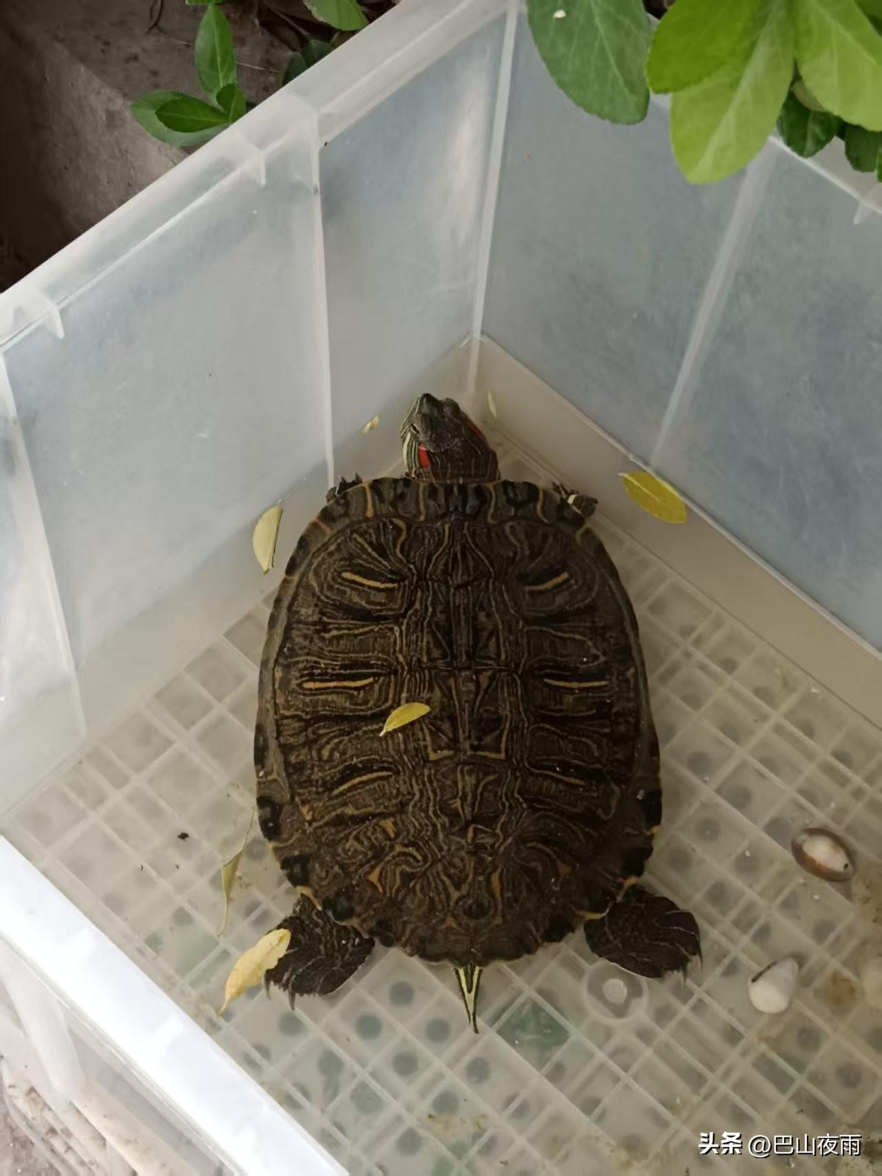 路边捡了只大巴西龟，可把我难住了！
 
今天出去春游在水塘边捡到这只巴西龟，个头