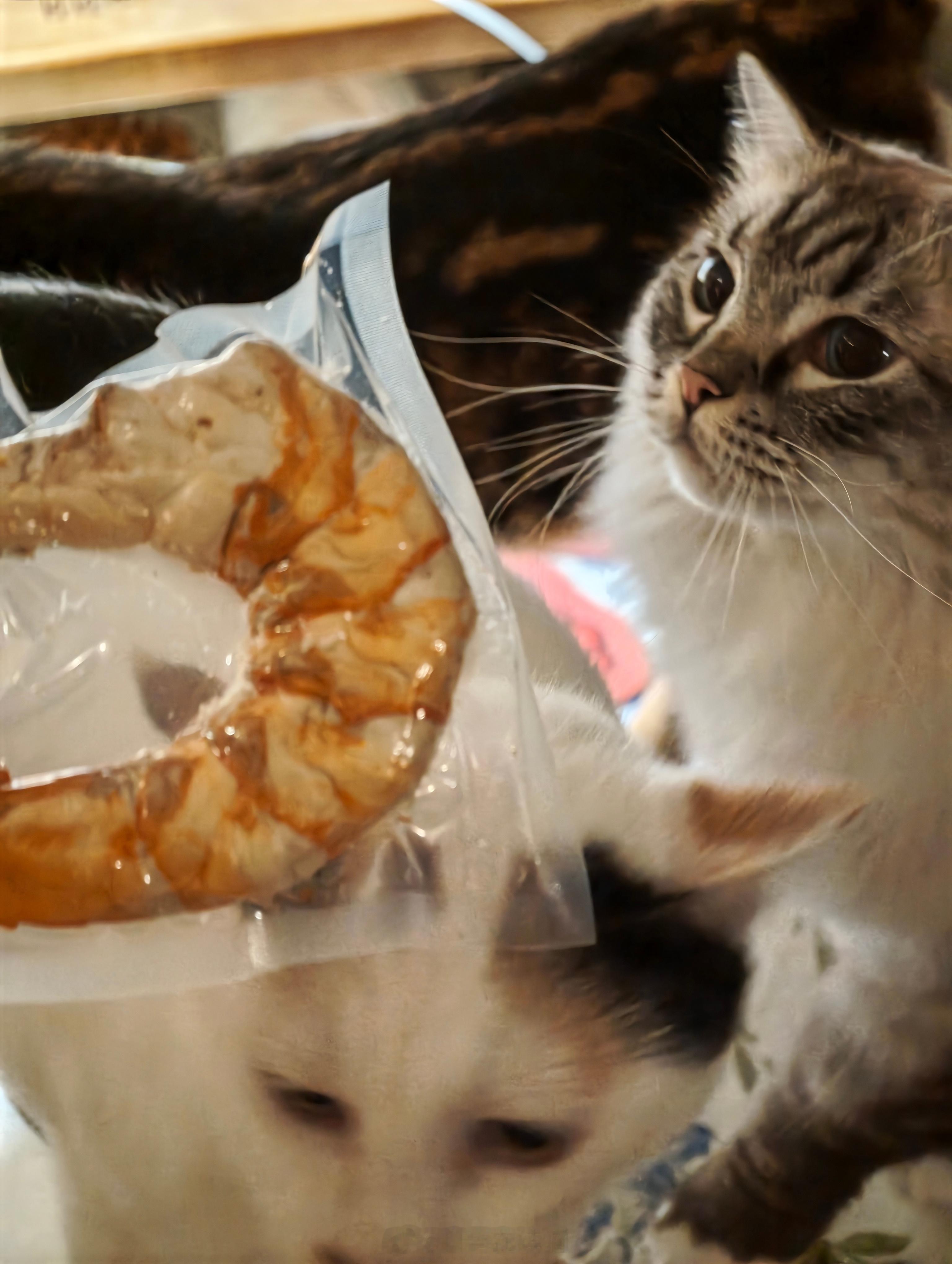 狂暴巨虾出现了！比小猫的头还大美美分完一整只～ 