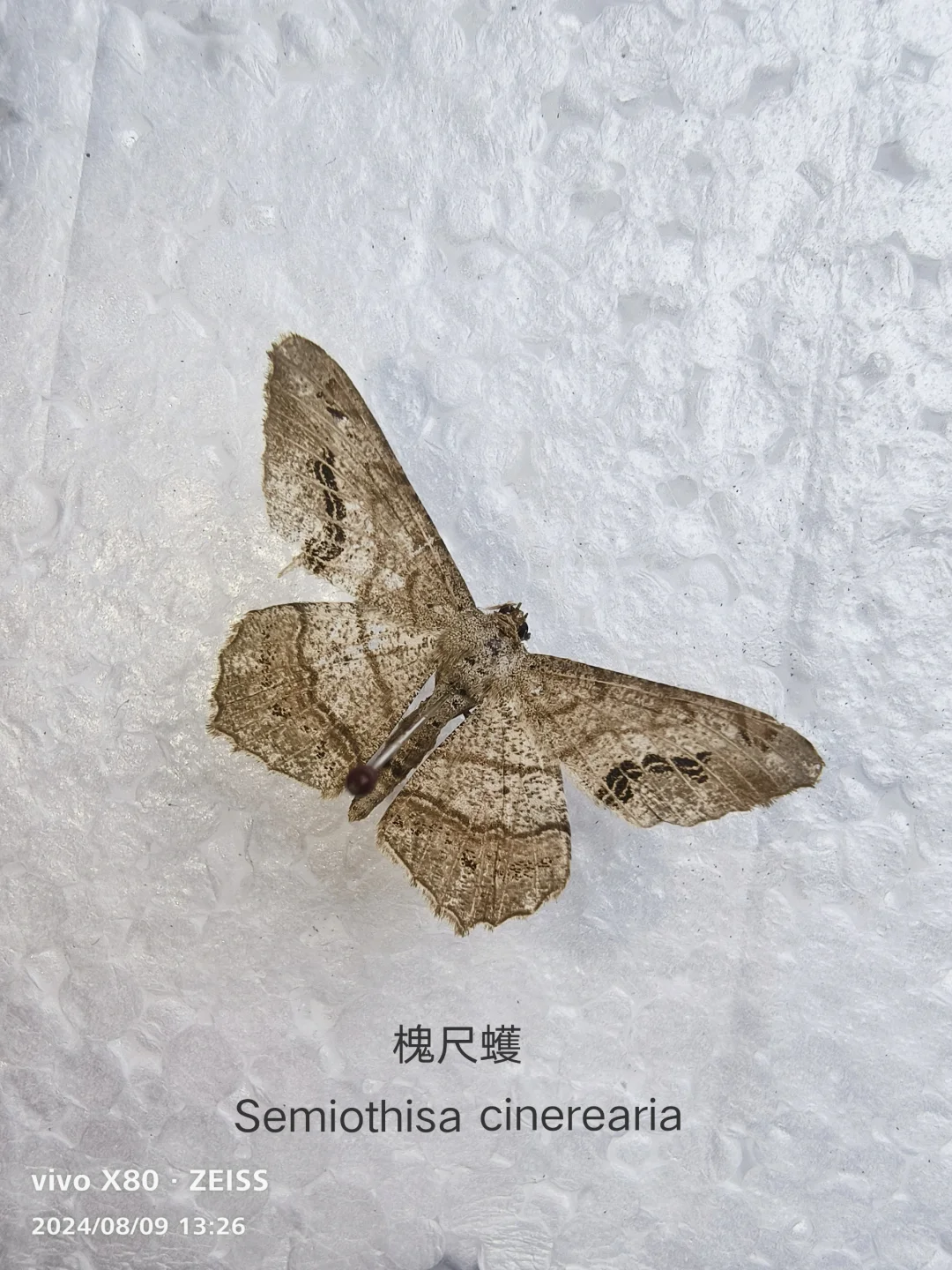 槐尺蠖 Semiothisa cinerearia