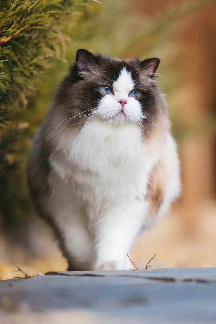 素质不详,遇强则强,宁做泼妇,不做怨妇！ 