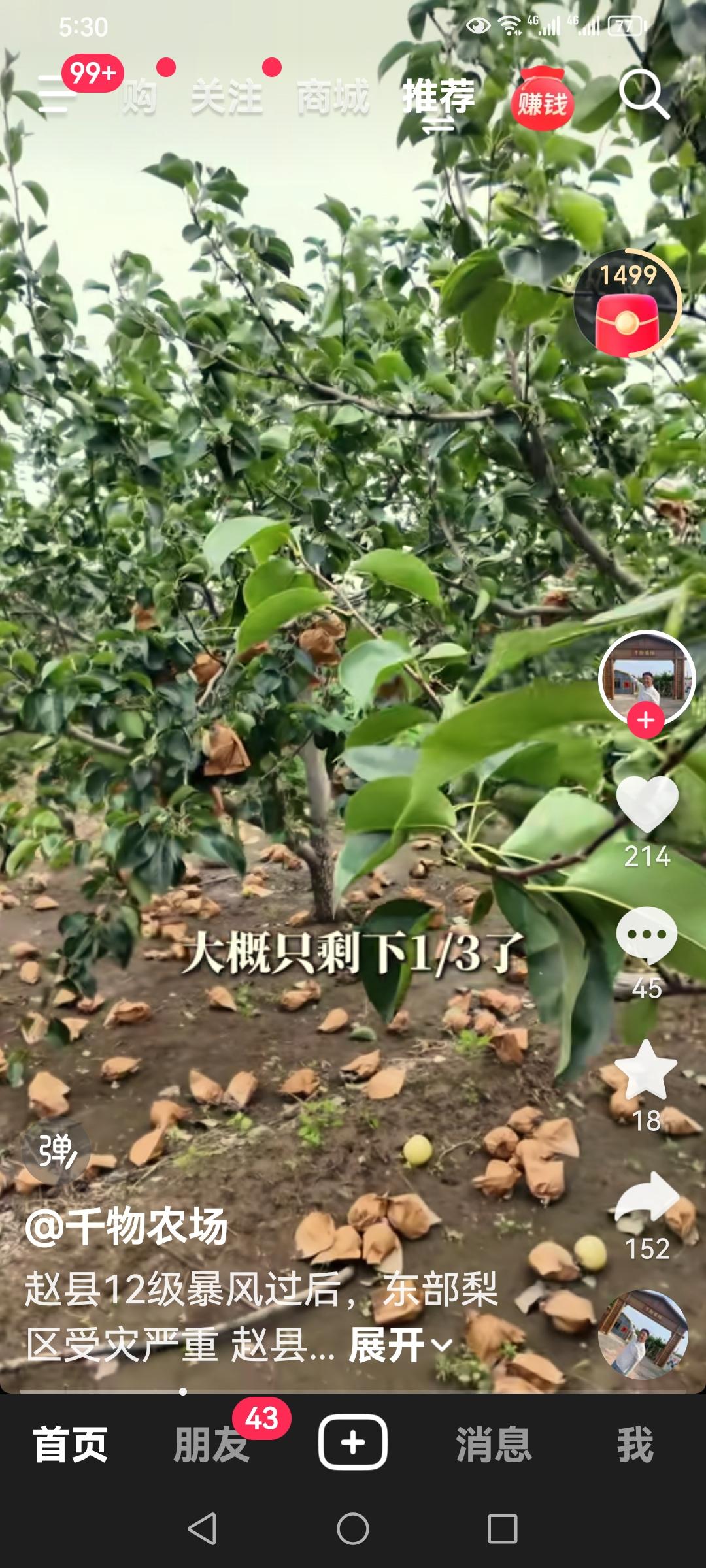 赵县梨乡受灾了。
    今年雨水多，风雹灾害也多。
    昨天下午在滹沱河边